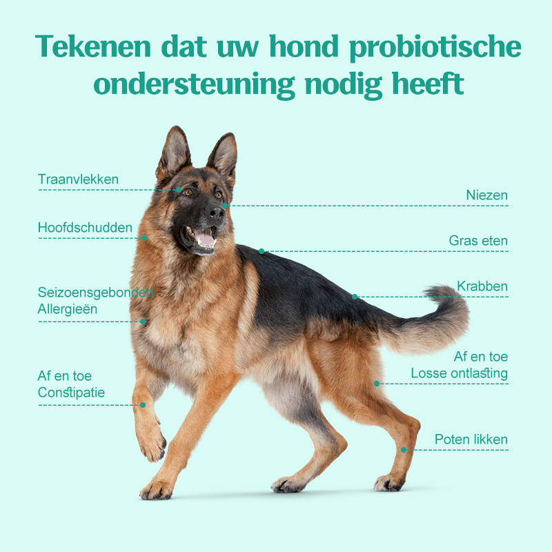 Wico Diervoeding Probiotic Bites — Gezonde darmen, blije dieren - WicoTreats
