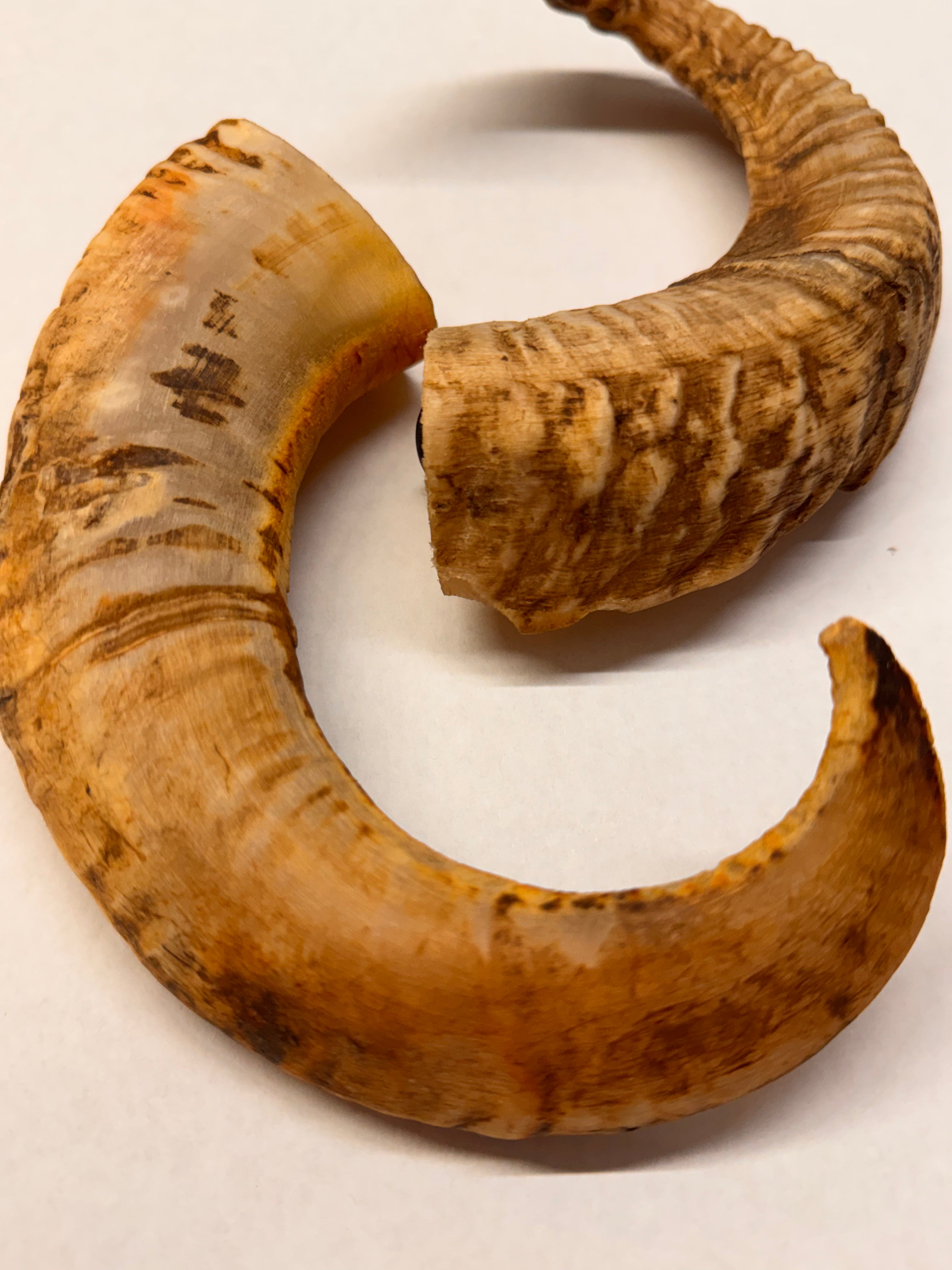 Lamshoorn – 100% natuurlijk kauwsnack (1 stuk)