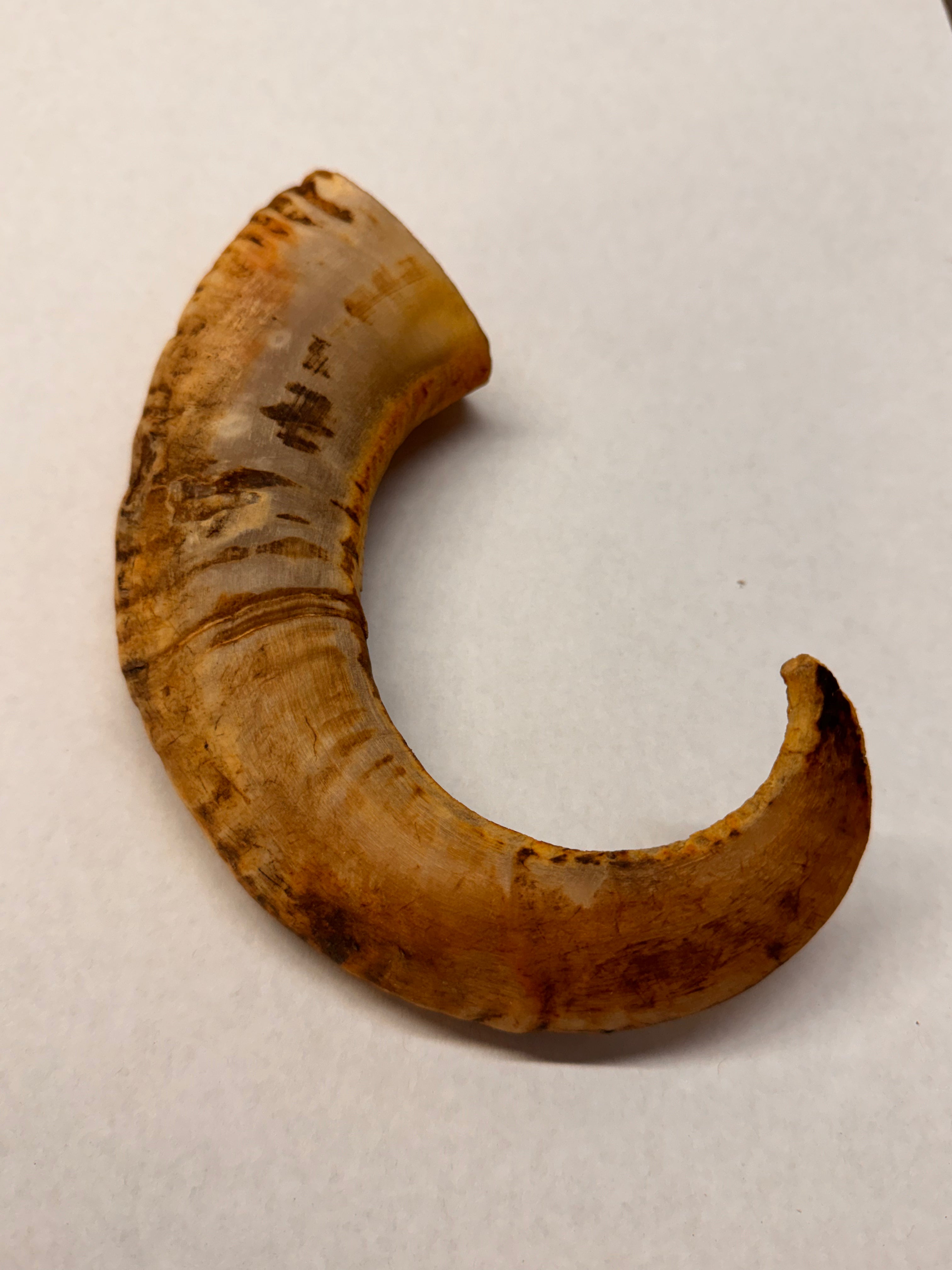 Lamshoorn – 100% natuurlijk kauwsnack (1 stuk)