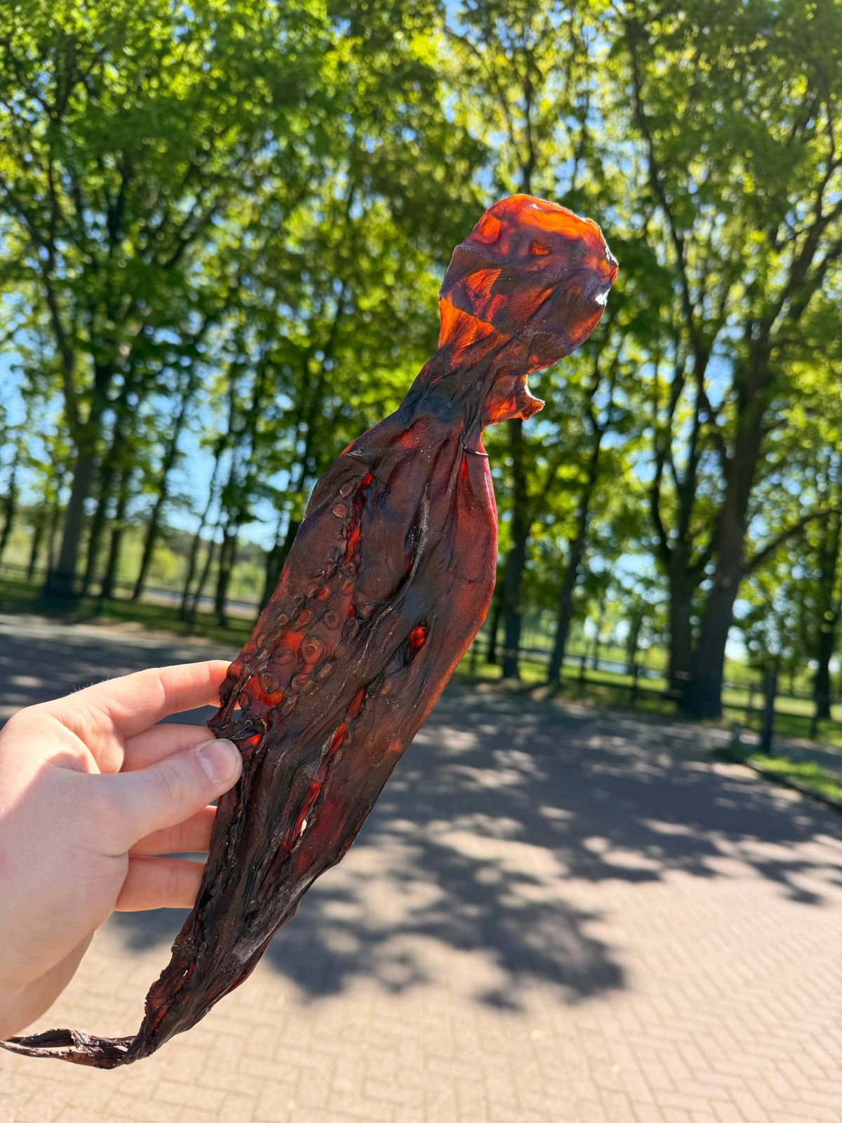Gedroogde Inktvis - Natuurlijk - WicoTreats