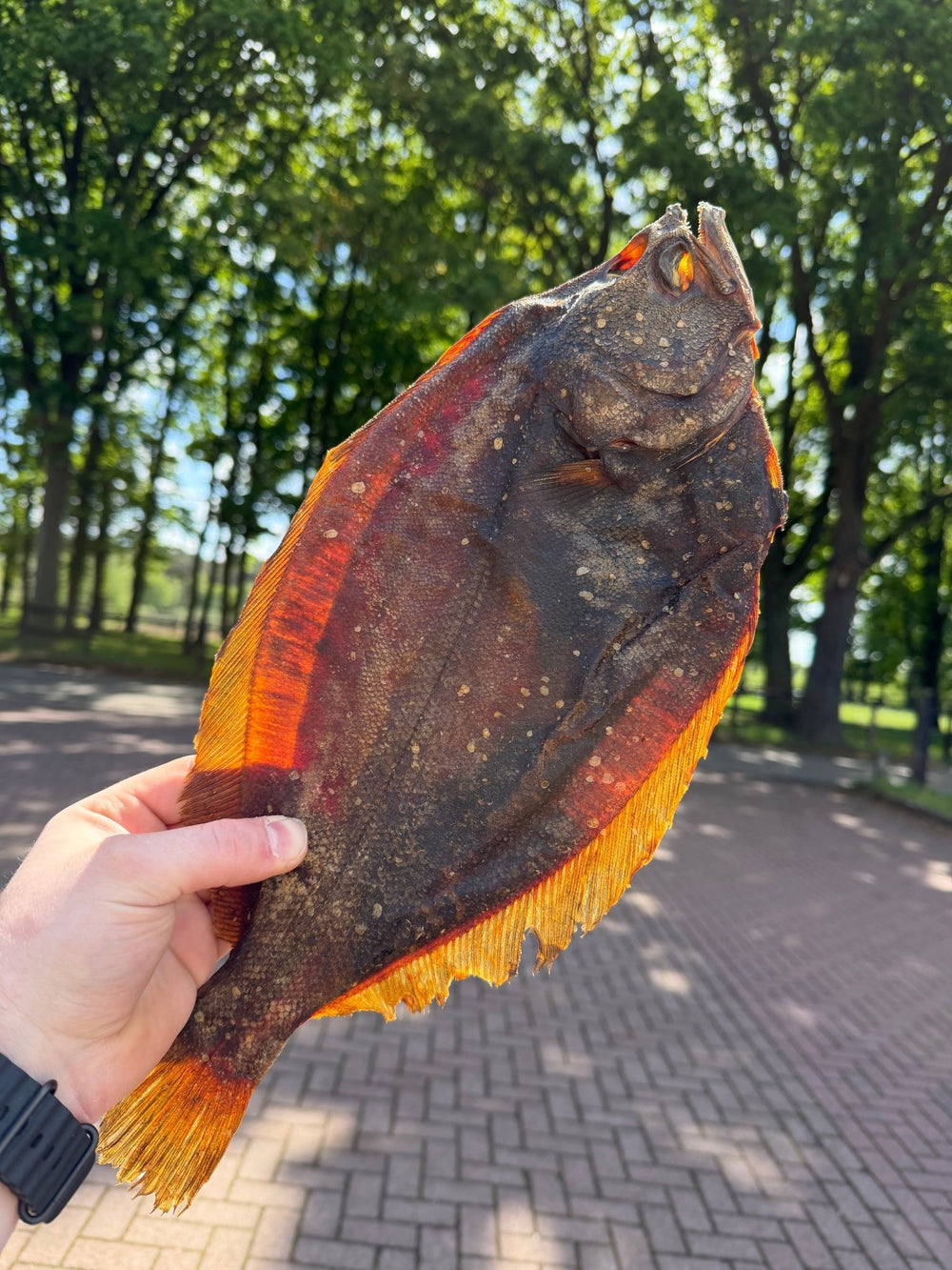 Gedroogde Nachtschar - Gezonde Vis Snack met Omega - 3 - WicoTreats
