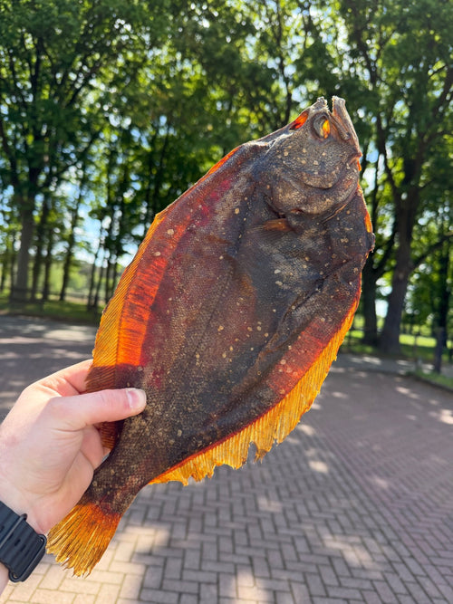 Gedroogde Nachtschar - Gezonde Vis Snack met Omega - 3 - WicoTreats